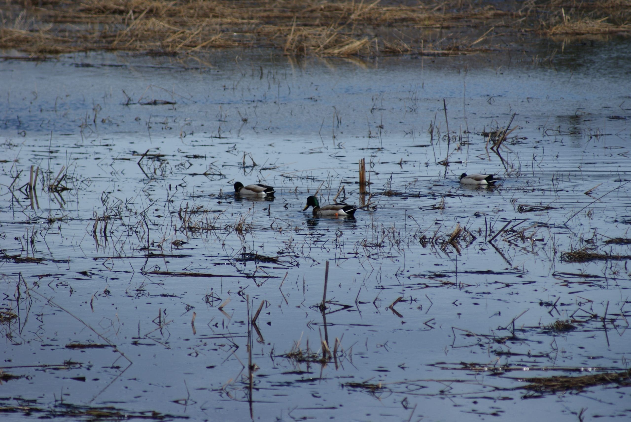 Wet meadow in Prince Edward Island