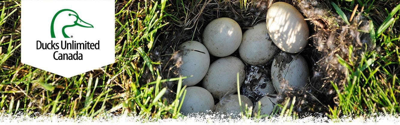 blue winged teal eggs