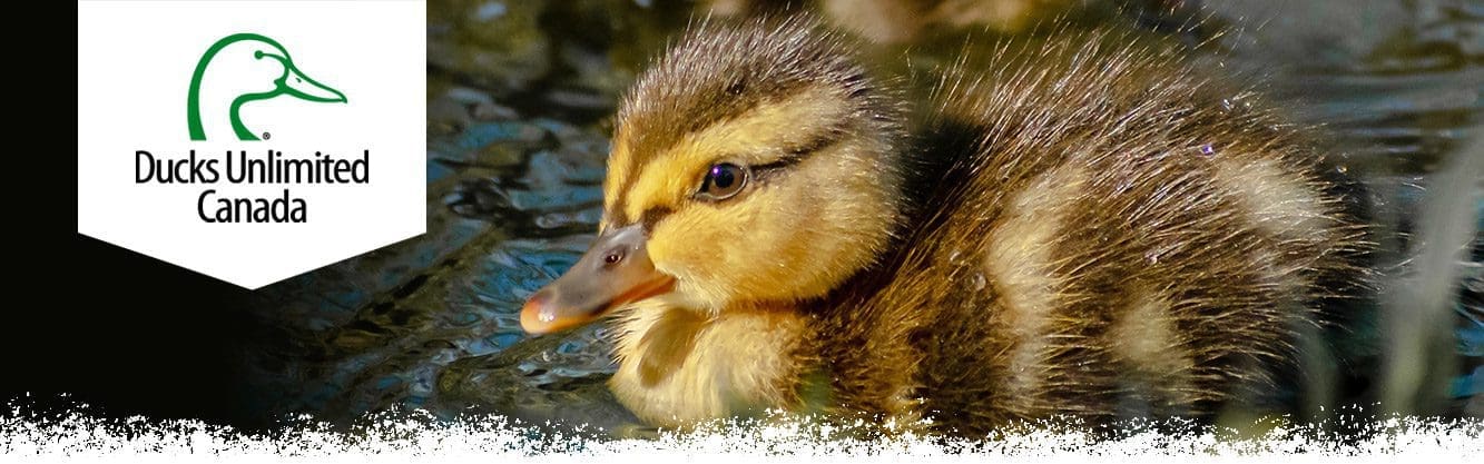 blue-winged teal duckling banner