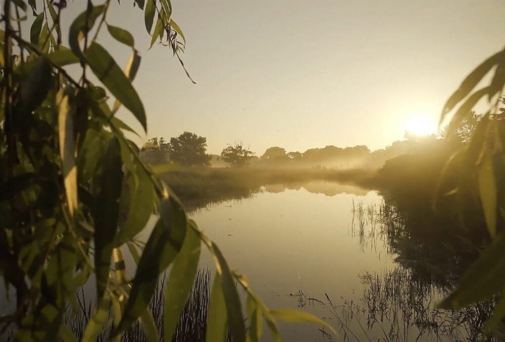 Wetlands offer a diverse range of environmental co-benefits that help us mitigate the impacts of a changing climate.