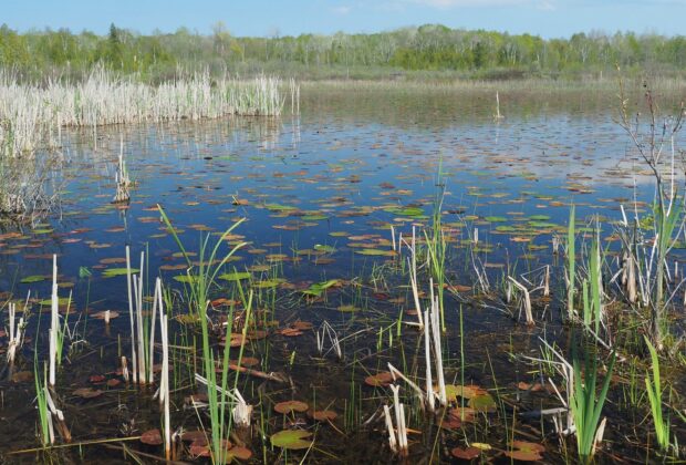 Celebrating World Wetlands Day 2015