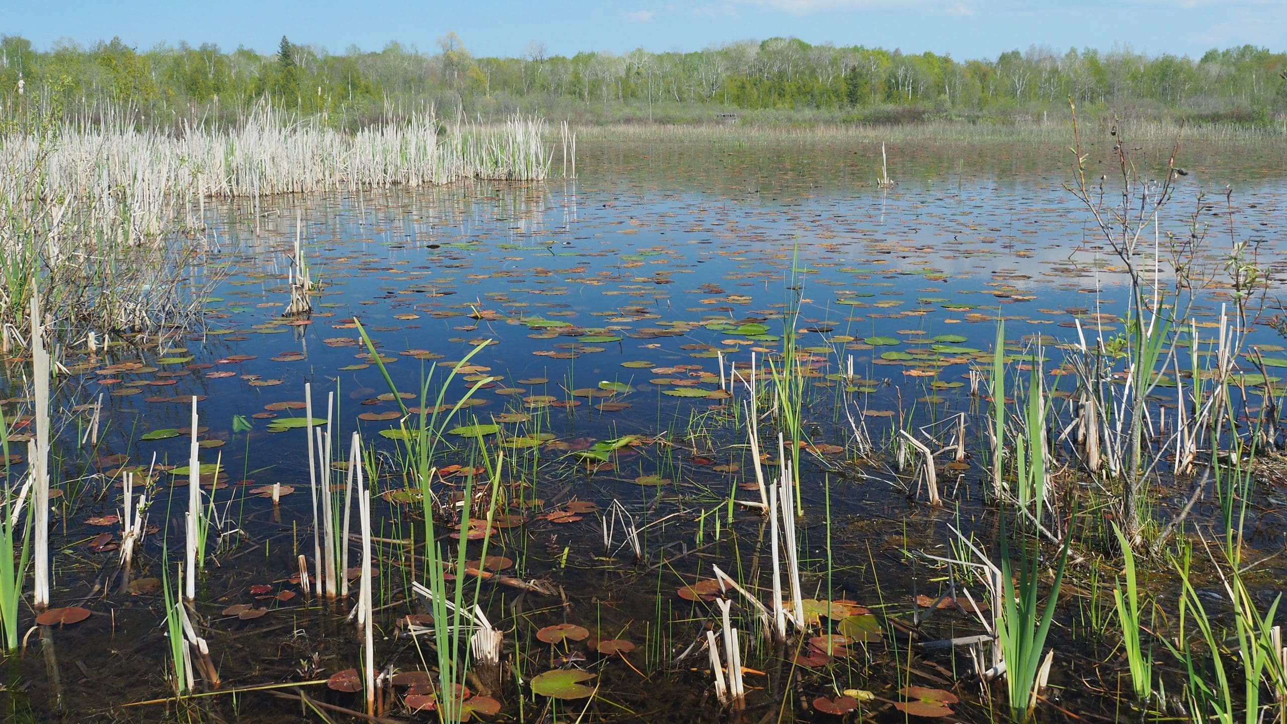 wetland in Bruce County, Ontario