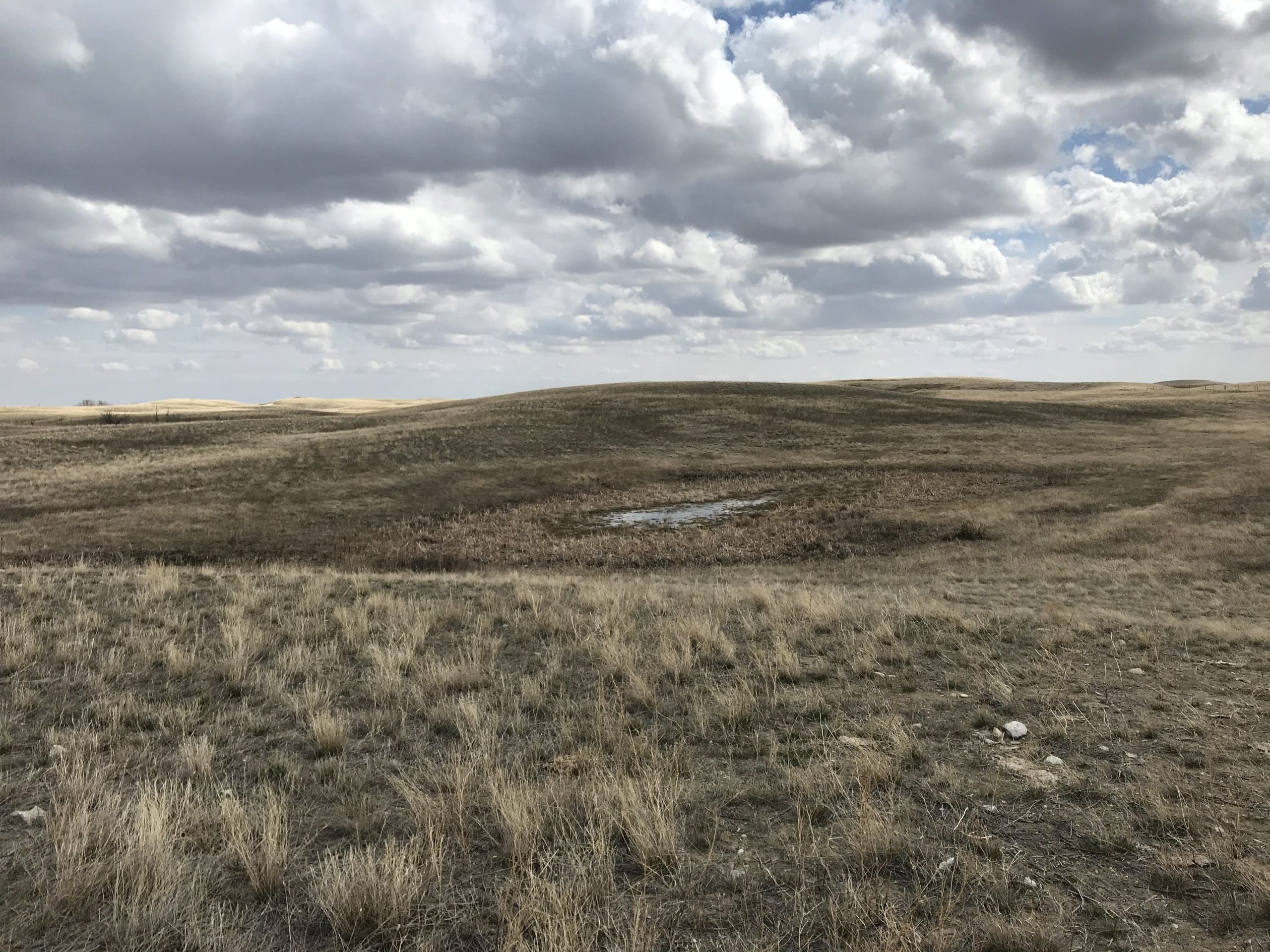 Semi-permanent wetland in North Coteau region of Saskatchewan