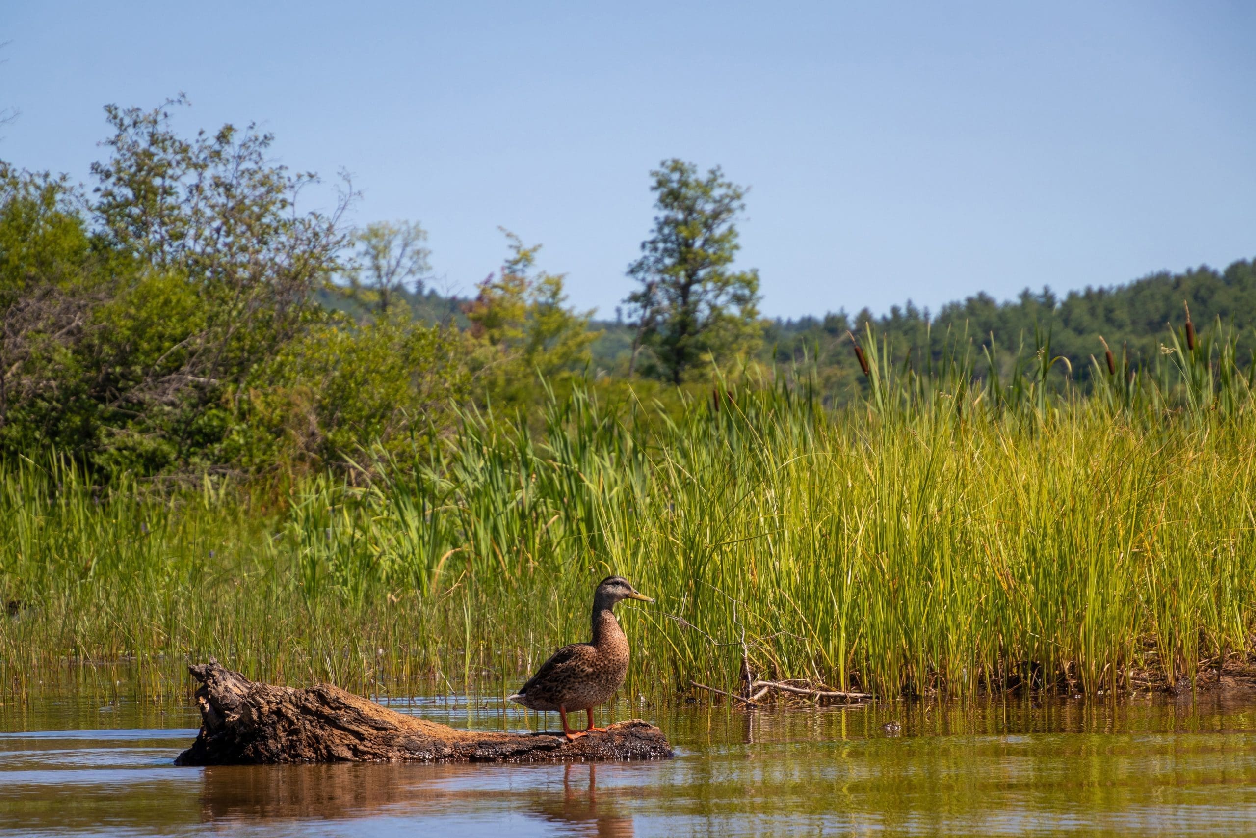 blackduck on a log