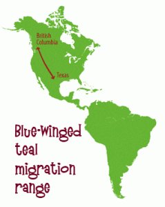 Blue wing teal migration map