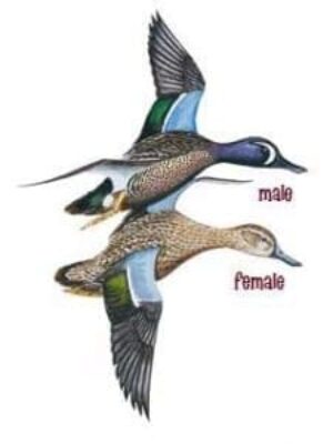 Green-winged teal