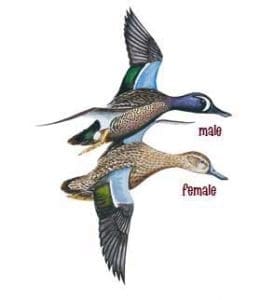 Male and female blue wing teal illustration