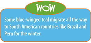 Some blue-winged teal migrate all the way to South American countries like Brazil and Peru for the winter.