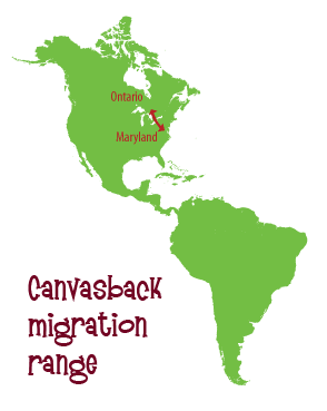 Canvas back migration range