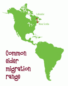 Common eider migration map