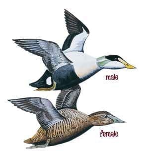 Male and female Common eider illustration