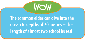 Fact: The common eider can dive into the ocean to depths of 20 metres - the length of almost two school busses!