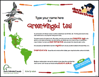 Green-winged Teal certificate image