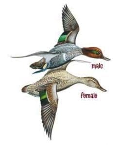Illustration of male and female Green-wing teal