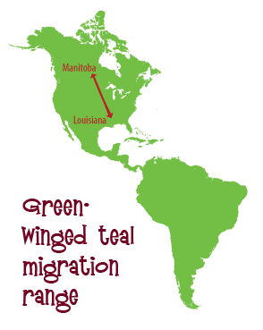 Green winged teal migration map
