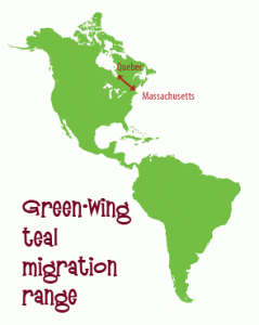 Green-wing teal migration map
