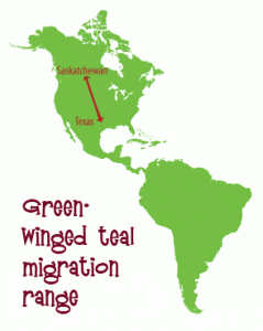 Green Winged teal migration map