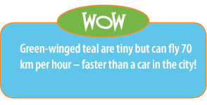 Fact: Green-winged teal are tiny but can fly 70km per hour - faster than a car in the city!