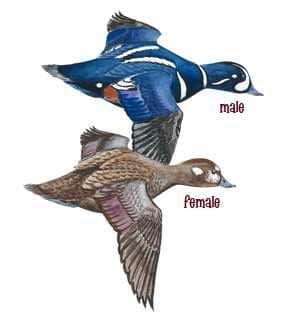 Male and female harlequin duck illustration