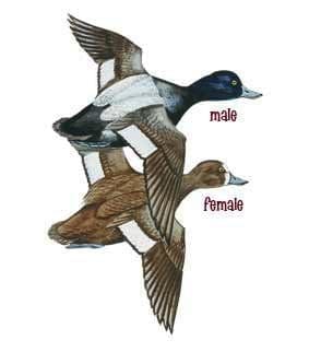 Female and male Lesser scaup Illustration