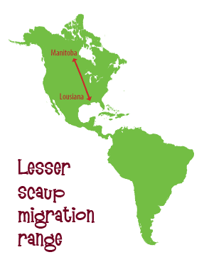 Lesser scaup migration range