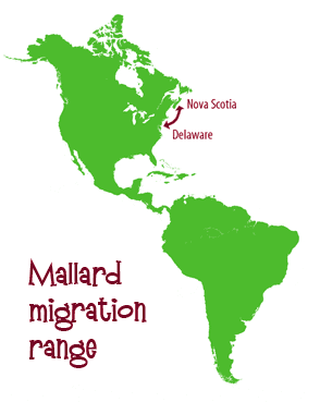 Mallard migration range