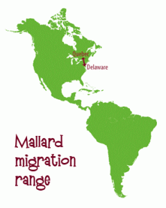 Mallard migration range 