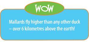 Mallards fly higher than any other duck - over 6 kilometres above the earth!