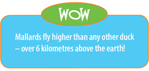 Fact: Mallards fly higher than any other duck - over 6 kilometres above the earth!