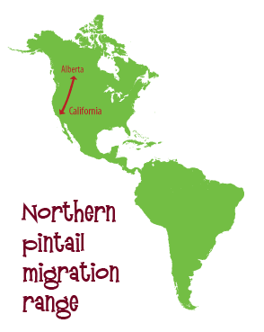 Northern pintail migration range