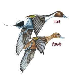 Female and male pintail duck illustration