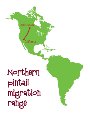 Northern pintail migration range