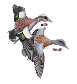 Female and male Wigeon illustration