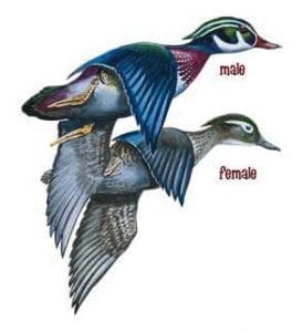 Male and female Wood duck illustration