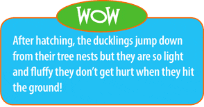 After hatching, the ducklings jump down from their tree nests but they are so light and fluffy they don't get hurt when they hit the ground!