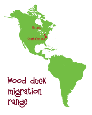 Wood duck migration range