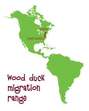 Wood duck migration range