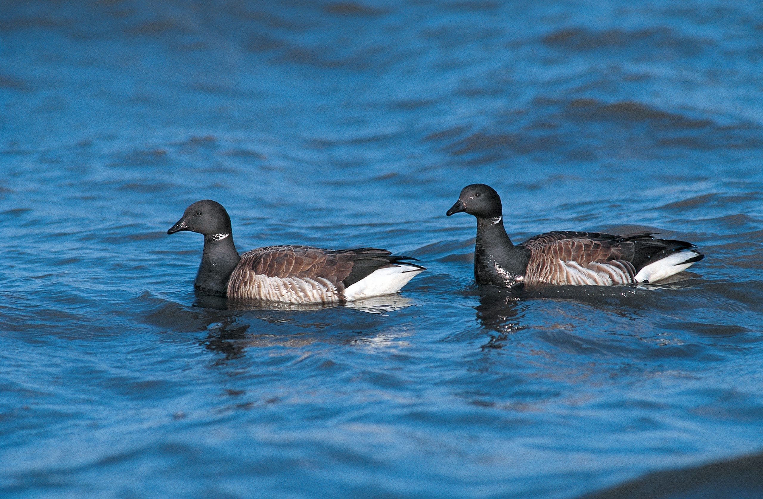 Two brant swimming