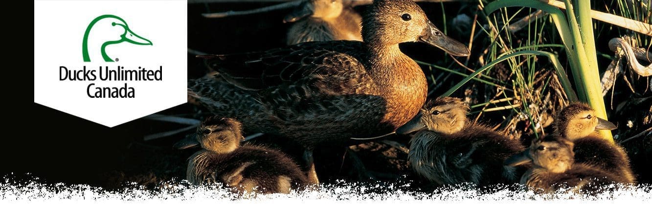 blue-winged teal hen and chicks