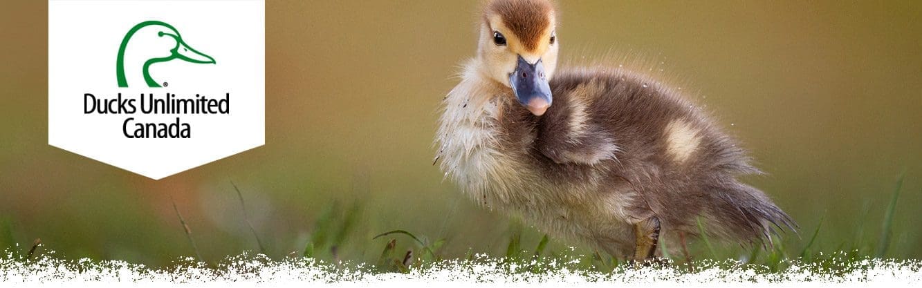 blue-winged teal duckling