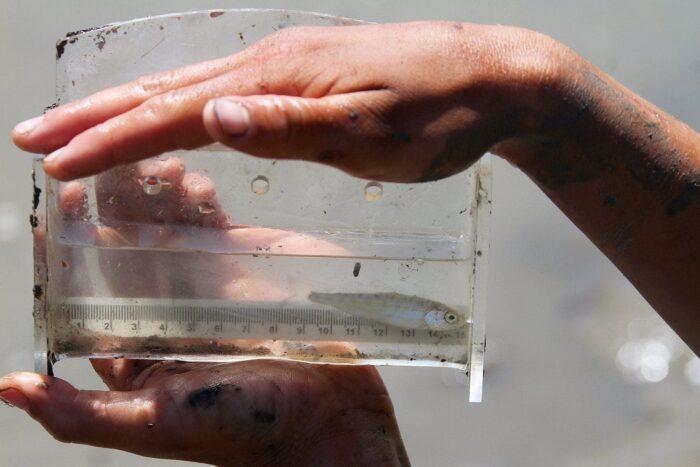 A juvenile salmon caught during a recent fish sampling outing in the South Arm Marshes WMA.