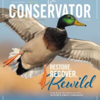 Advertise in Conservator magazine