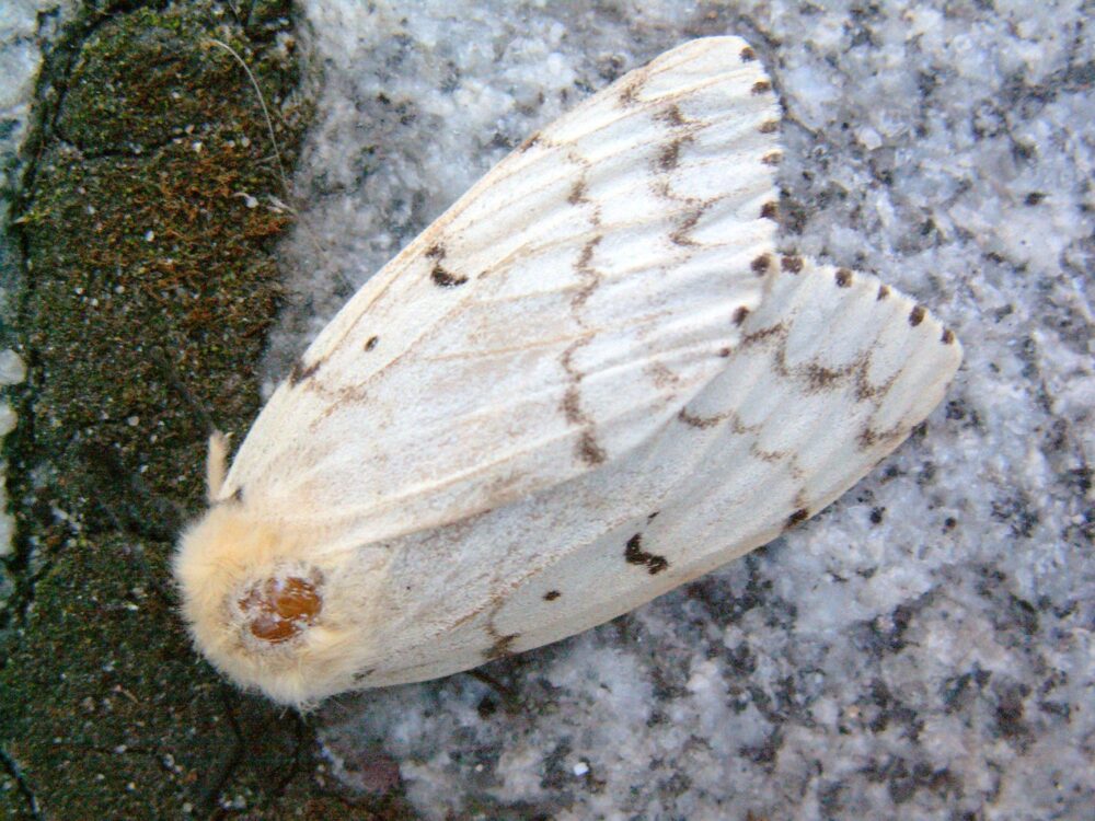 Conserving and maintaining natural areas like wetlands, grasslands and forests creates resilience against disturbances from invasive species like Lymantria dispar dispar moths.