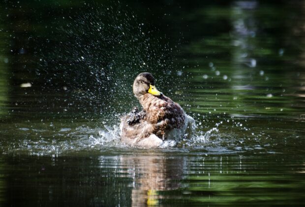 American black duck, bathing.