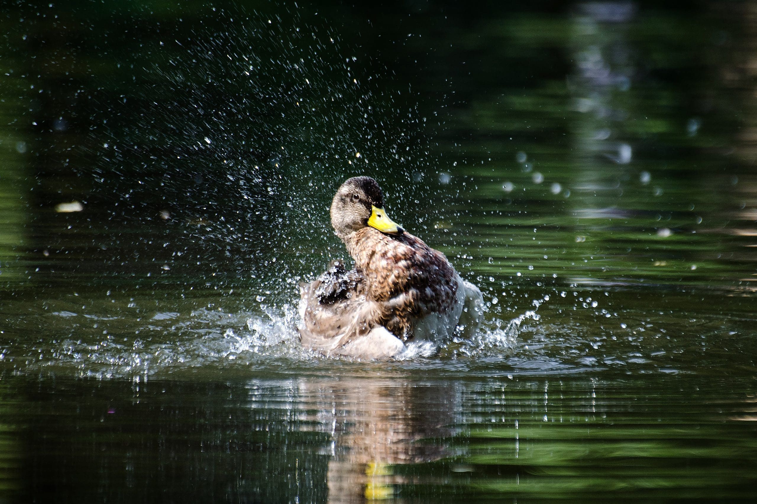 American black duck, bathing.