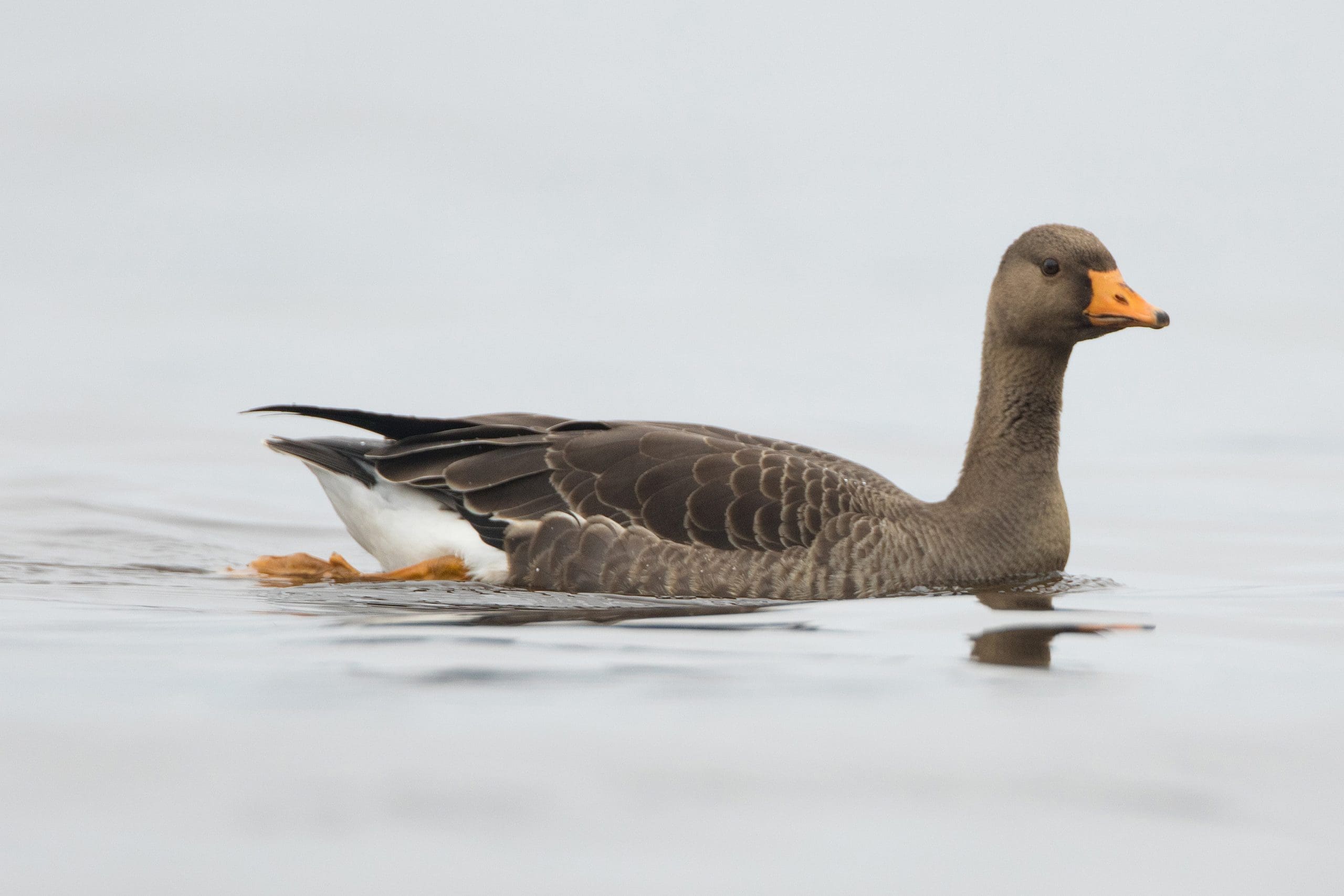 white-fronted goose