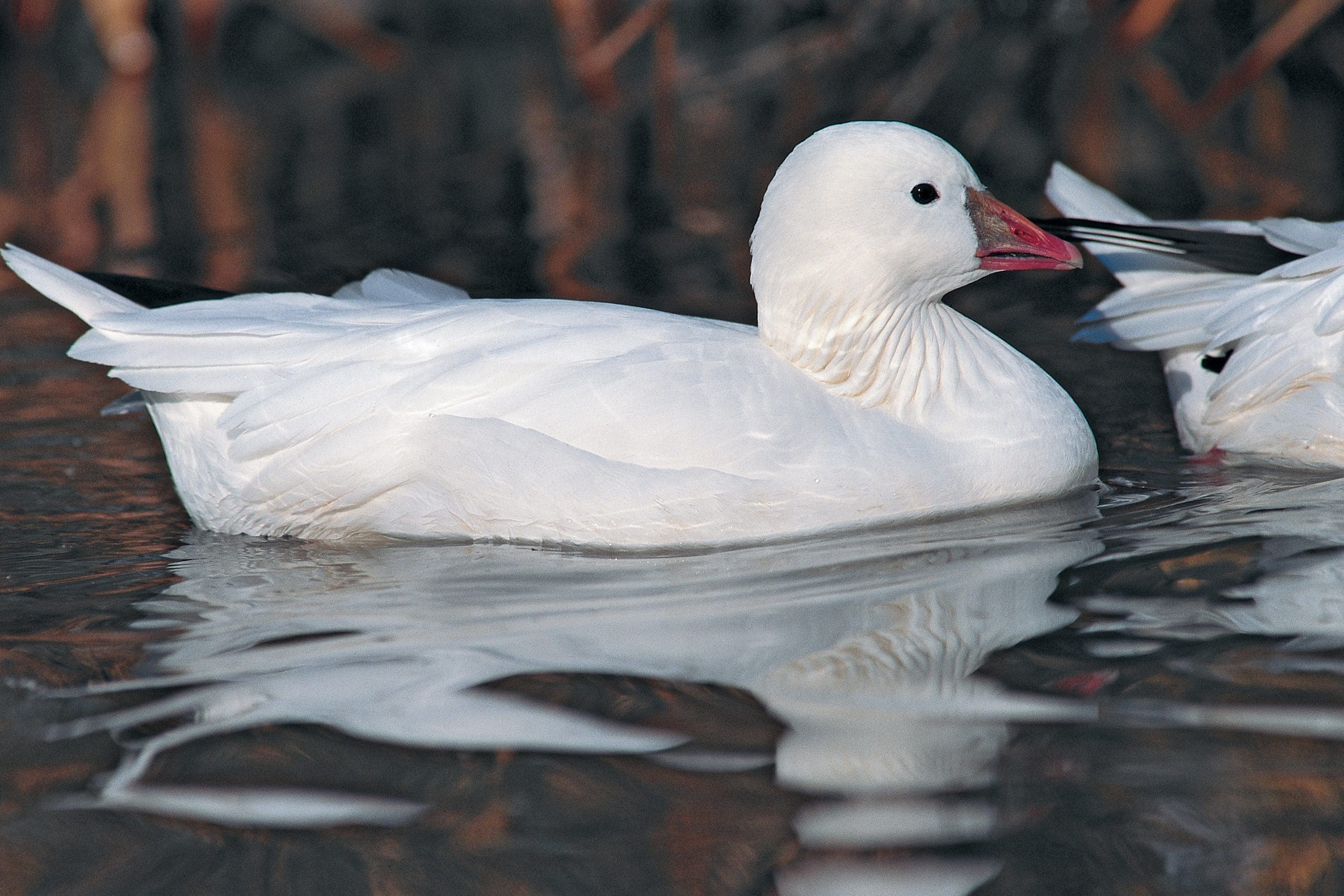 Ross' goose close-up