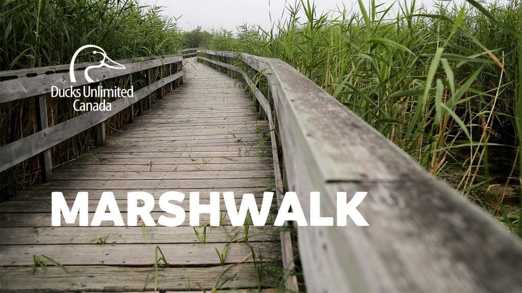 Marshwalk banner