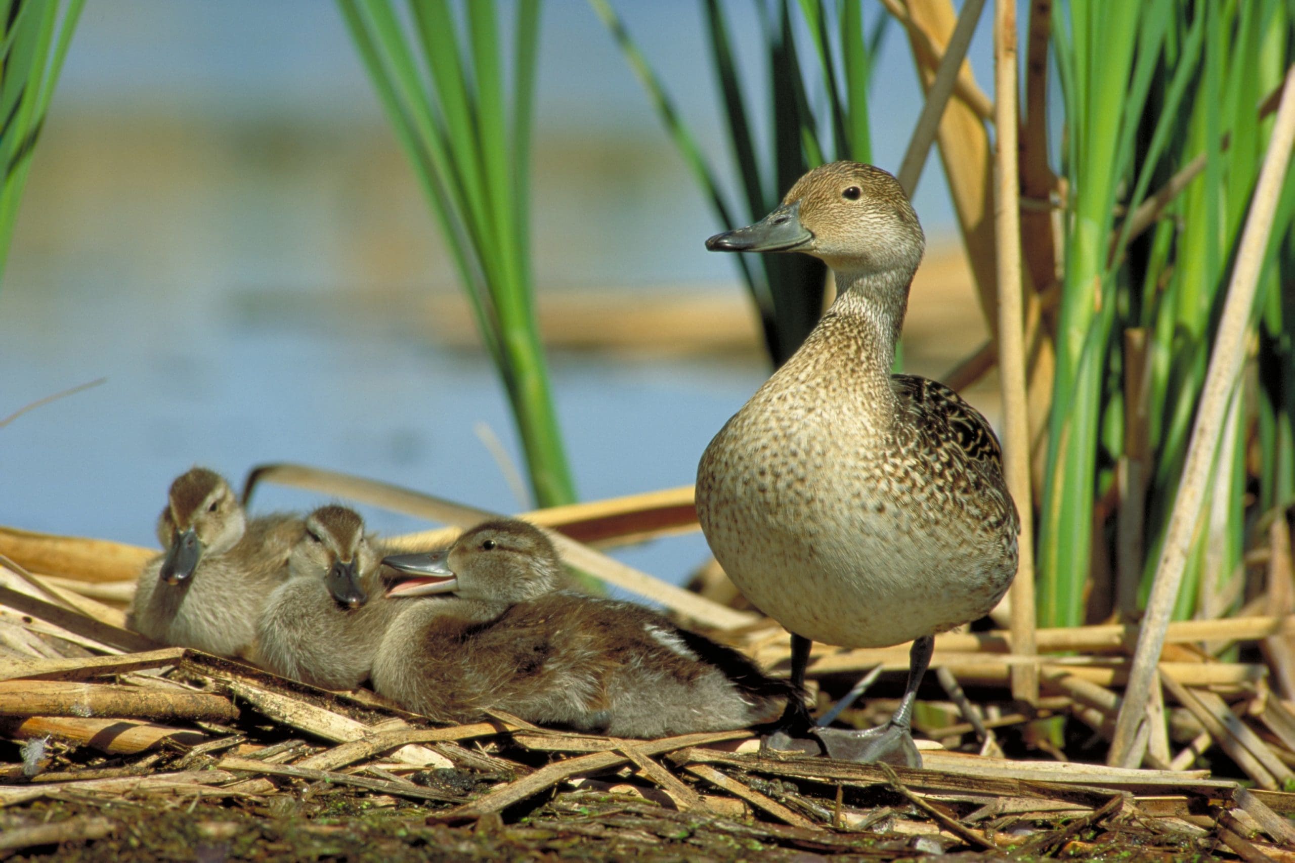 Northern pintaill hen with brood near wetland