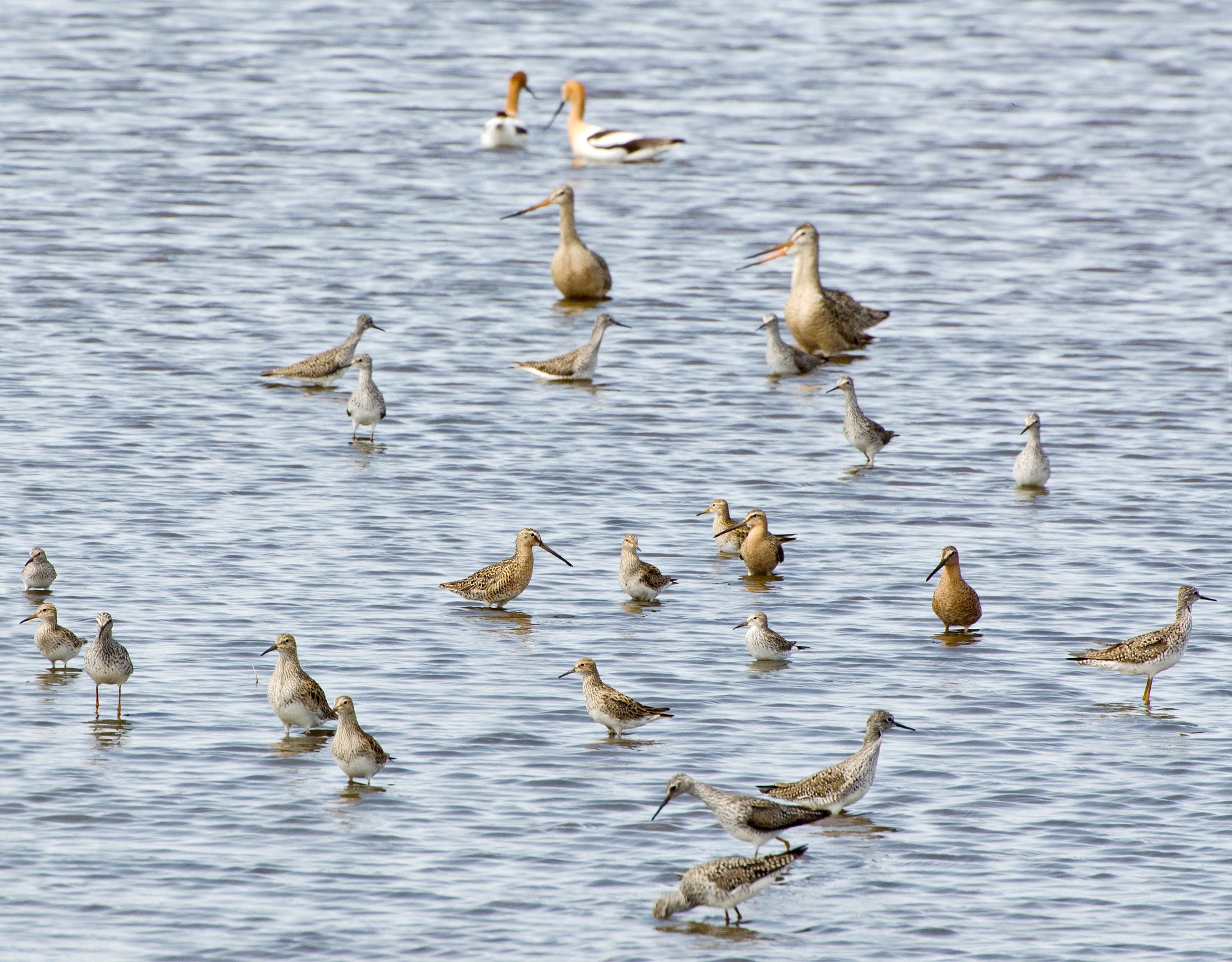Sandpipers and godwits and dowitchers